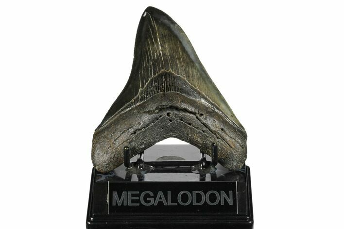 Serrated, Fossil Megalodon Tooth - South Carolina #173894